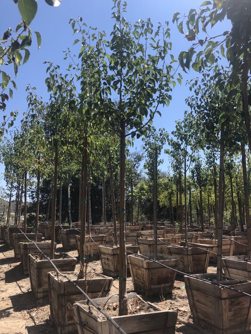 Photo for Pyrus calleryana 'Aristocrat' (Aristocrat Callery Pear)