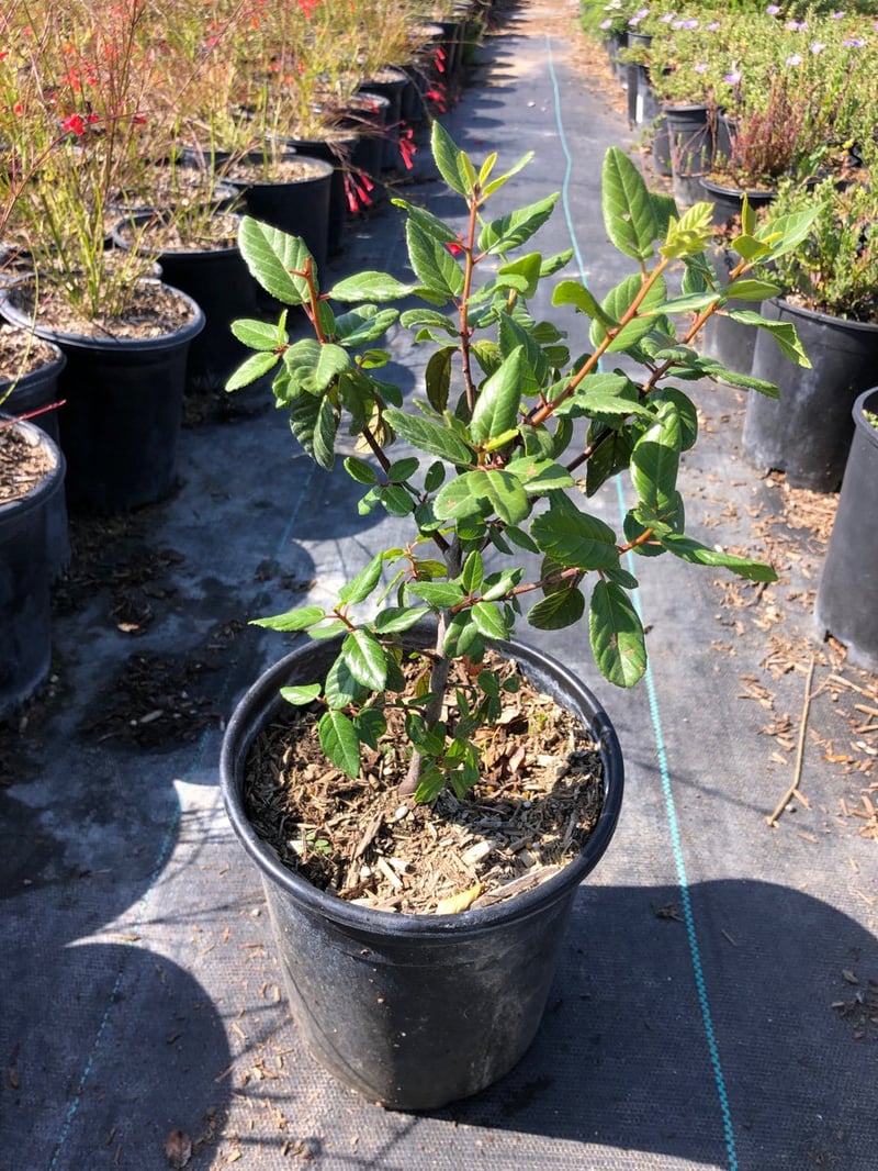 Photo for Frangula californica (Rhamnus californica) 'Mound San Bruno' (Mound San Bruno Coffeeberry)