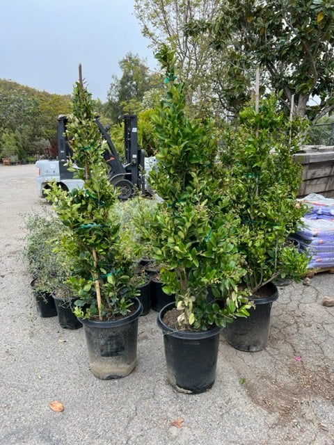Photo for Ligustrum japonicum (Cone) (Japanese Privet)