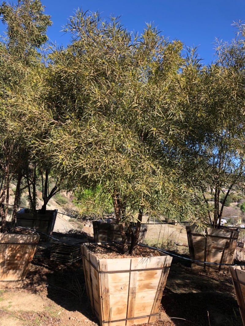 Photo for Rhus lancea (Multi) (African Sumac)