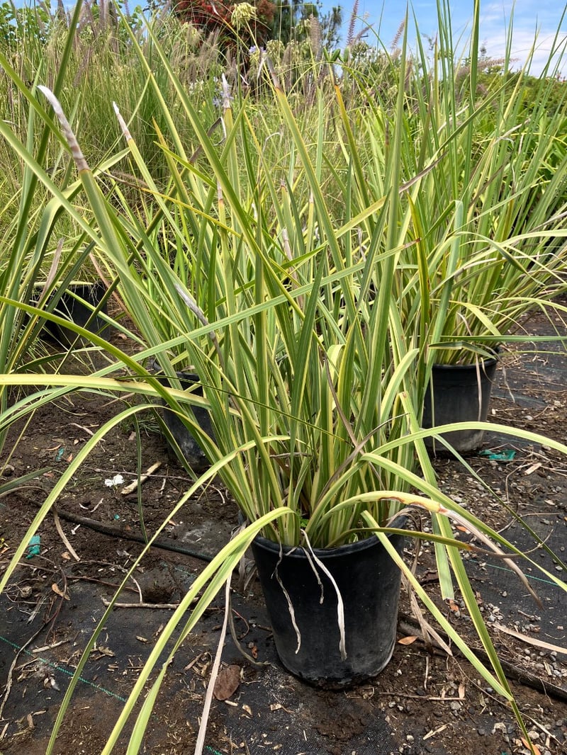 Photo for Dietes grandiflora 'Sunstripe' (Striped Fortnight Lily)