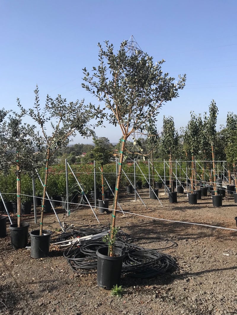 Photo for Feijoa sellowiana (Standard) (Pineapple Guava)