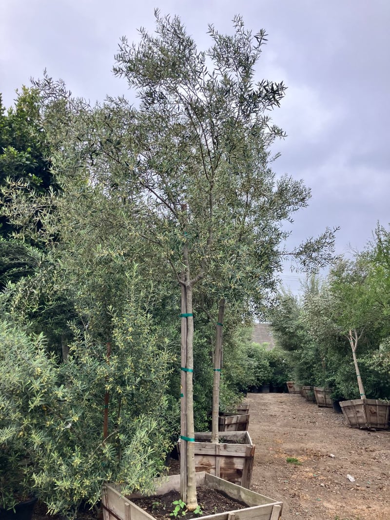 Photo for Olea europaea 'Wilsonii' (Wilsonii Fruitless Olive)