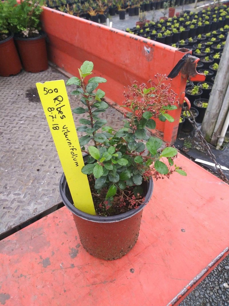 Photo for Ribes viburnifolium (Catalina Currant)