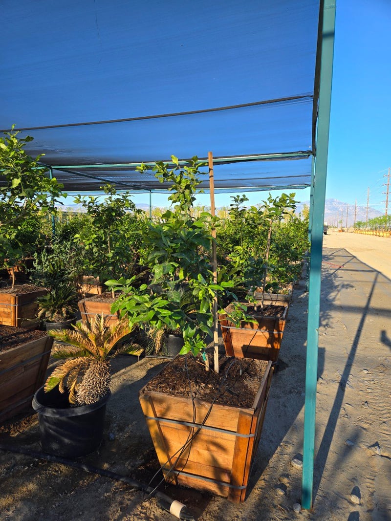 Photo for Citrus limon 'Eureka' (Eureka Lemon)
