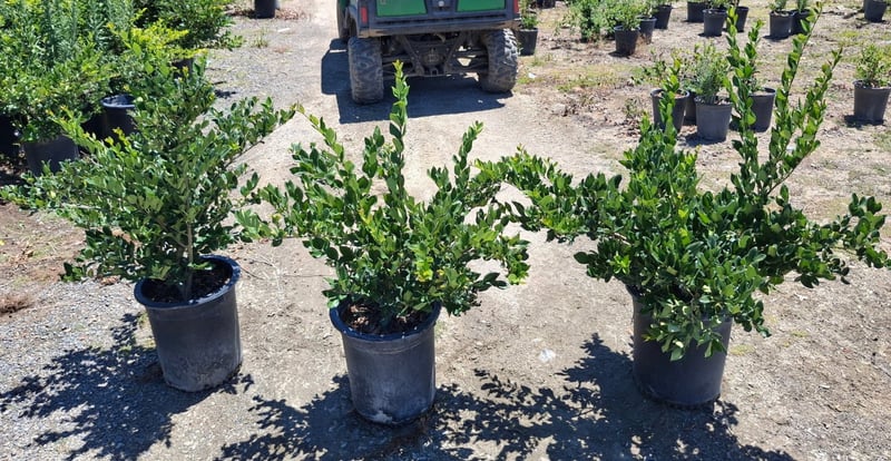 Photo for Ligustrum japonicum 'Texanum' (Hedge) (Waxleaf Privet)