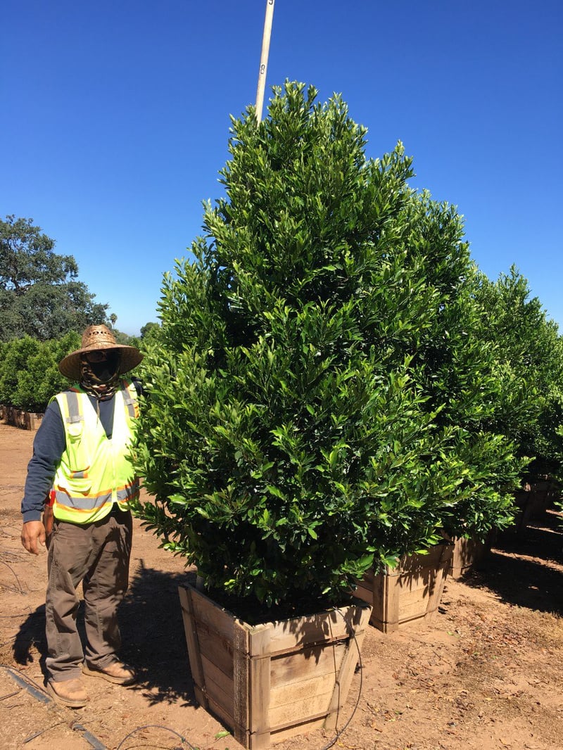 Photo for Prunus caroliniana (Column) (Carolina Cherry Laurel)