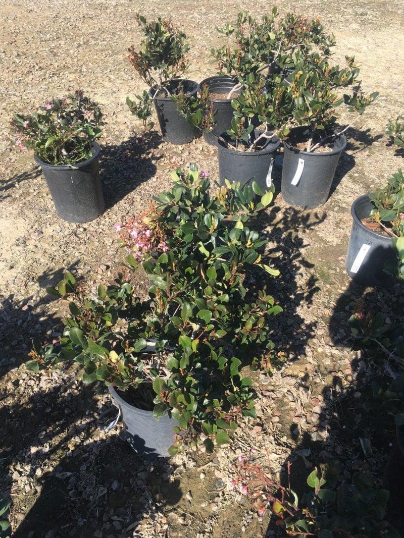 Photo for Rhaphiolepis indica 'Pink Lady' (Pink Lady Indian Hawthorn)