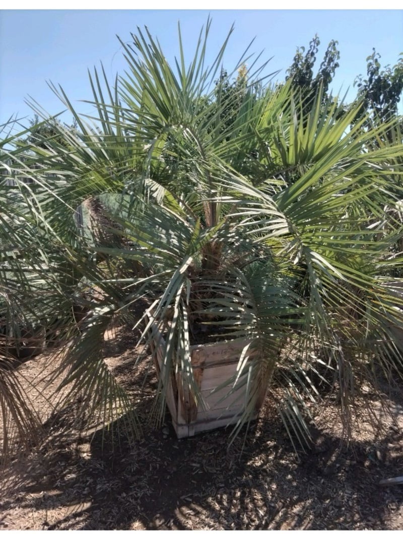 Photo for Brahea armata (Blue Hesper Palm, Mexican Blue Palm)