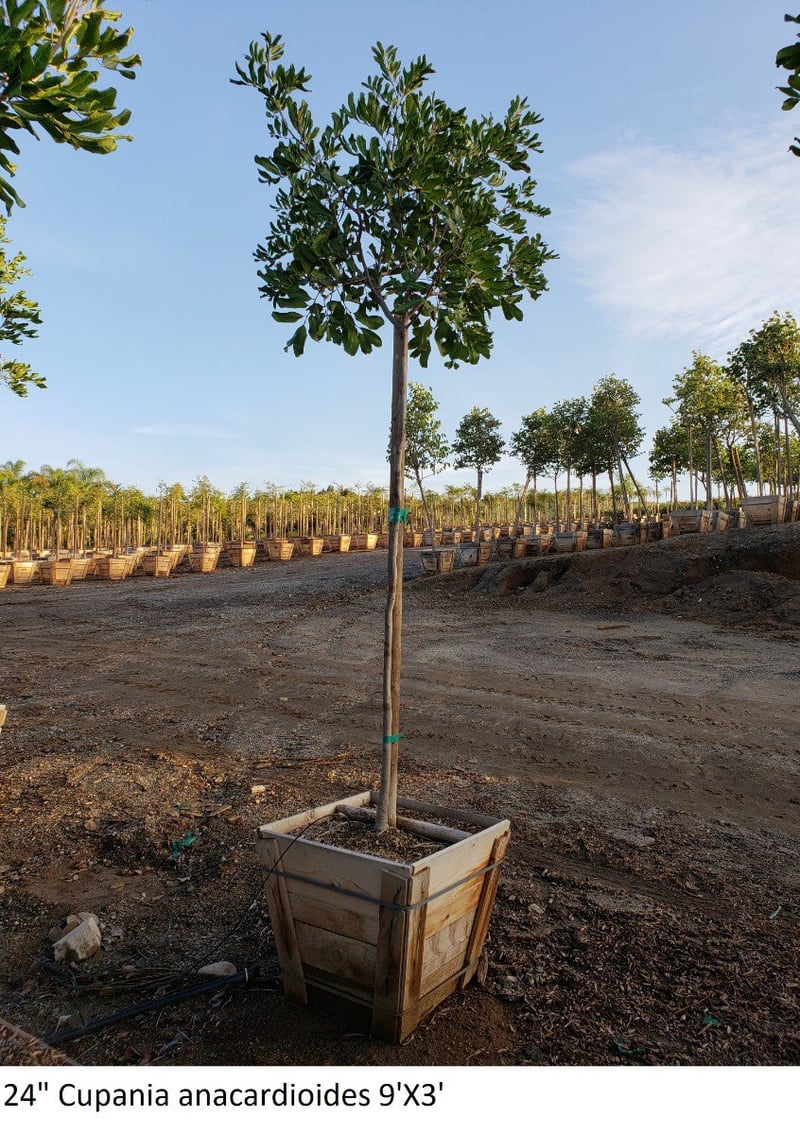 Photo for Cupaniopsis anacardioides (Carrotwood)