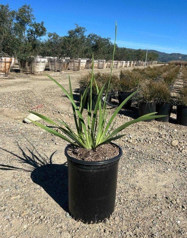 Photo for Dietes vegeta (African Iris)