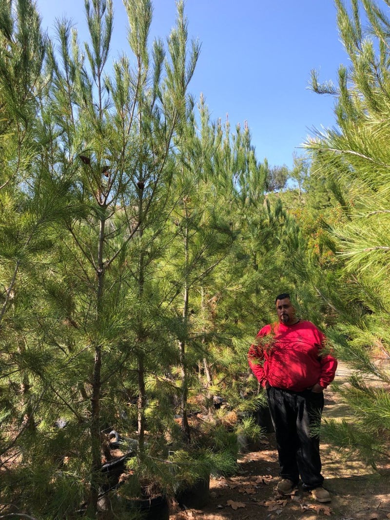 Photo for Pinus eldarica (Afghan Pine)