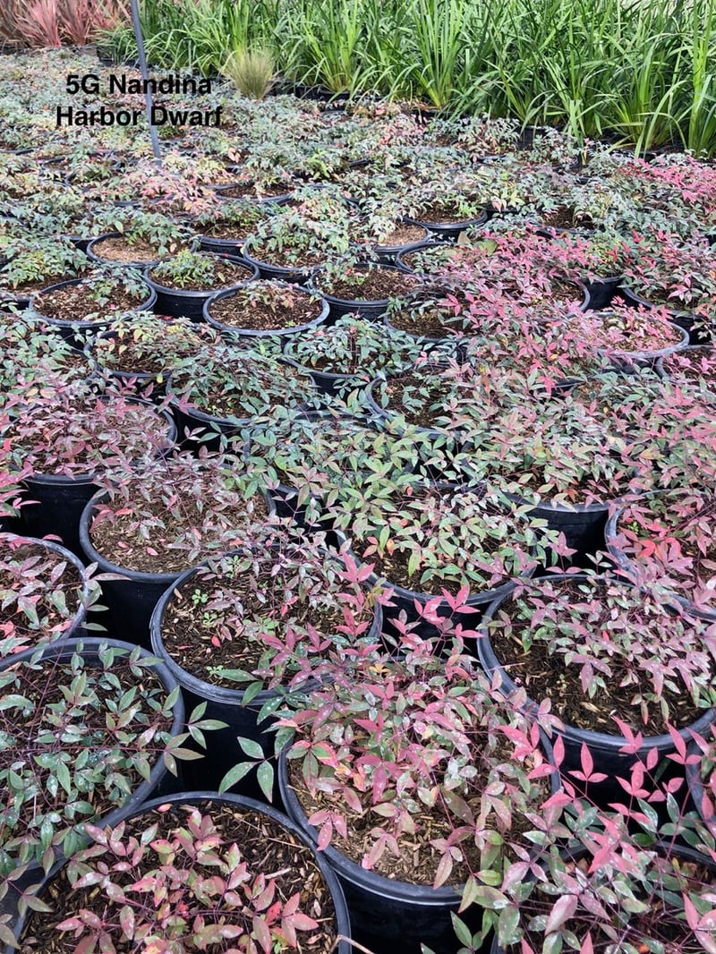 Photo for Nandina domestica 'Harbour Dwarf' (Harbour Dwarf Heavenly Bamboo)