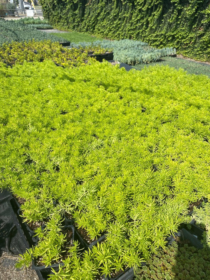Photo for Sedum reflexum 'Lemon Coral' (Lemon Coral Stonecrop)