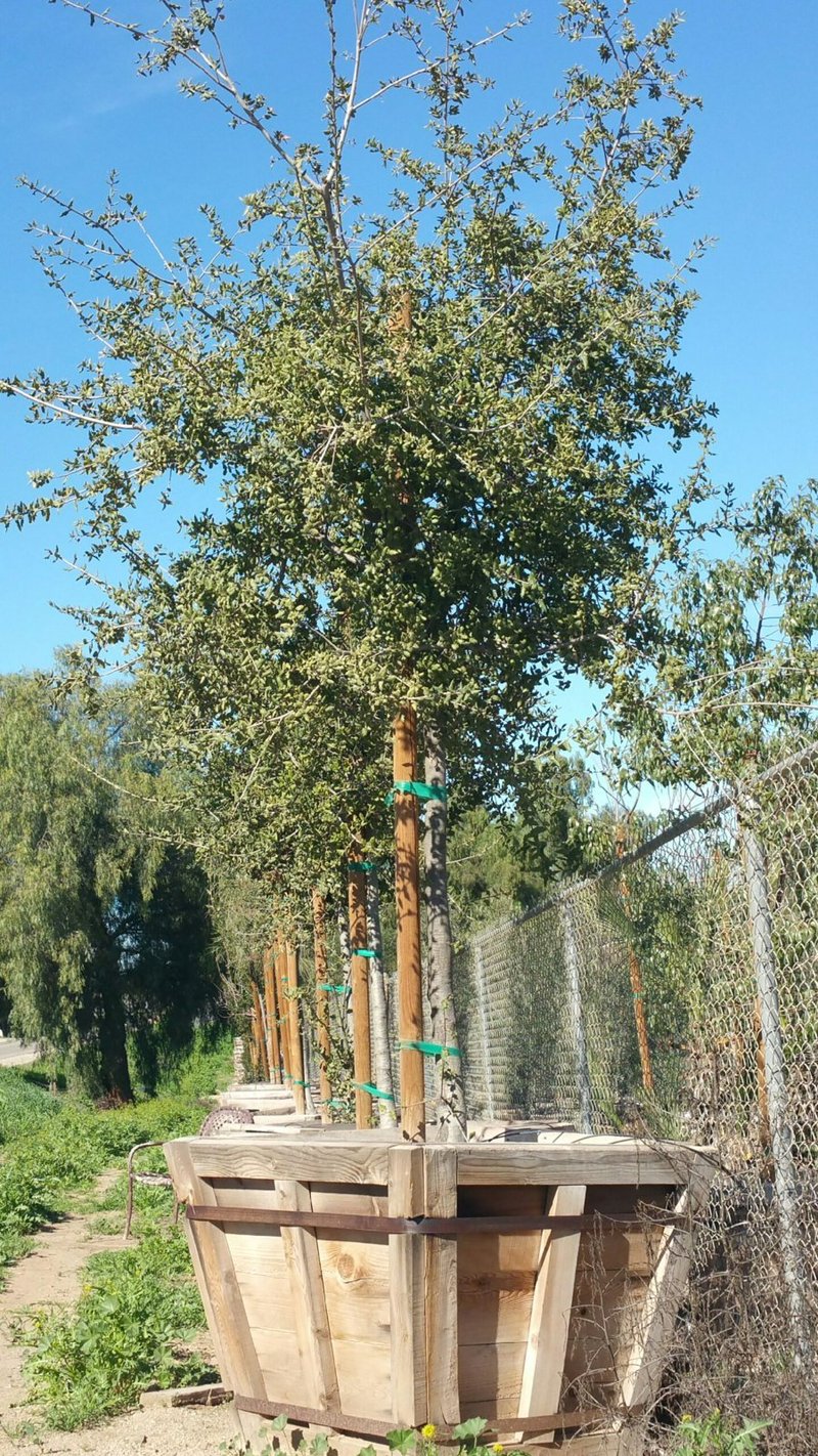 Photo for Quercus agrifolia (California Live Oak)