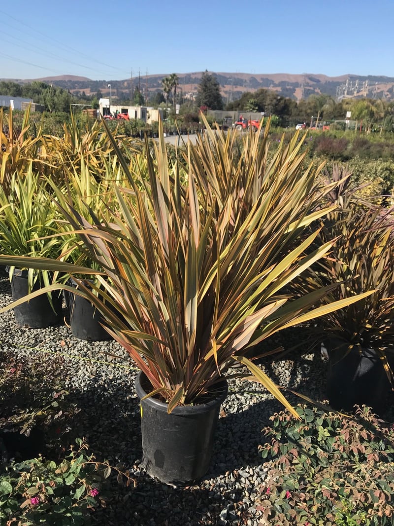 Photo for Phormium 'Sundowner' (Sundowner New Zealand Flax)