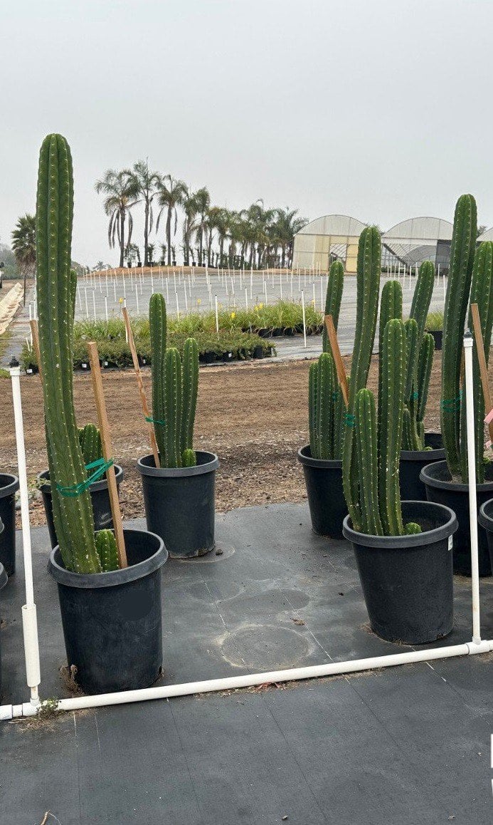 Photo for Echinopsis pachanoi (San Pedro Cactus)