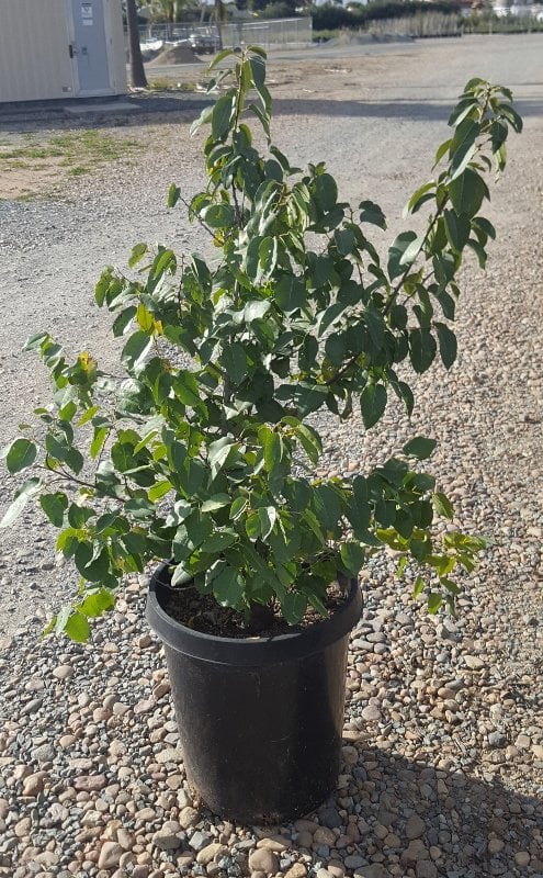 Photo for Prunus ilicifolia ssp lyonii (Catalina Cherry)