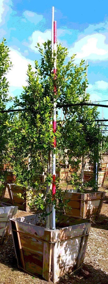 Photo for Ficus microcarpa nitida 'Green Gem' (Column) (Green Gem Fig)