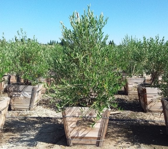 Photo for Olea europaea 'Fruitless' (Fruitless Olive)