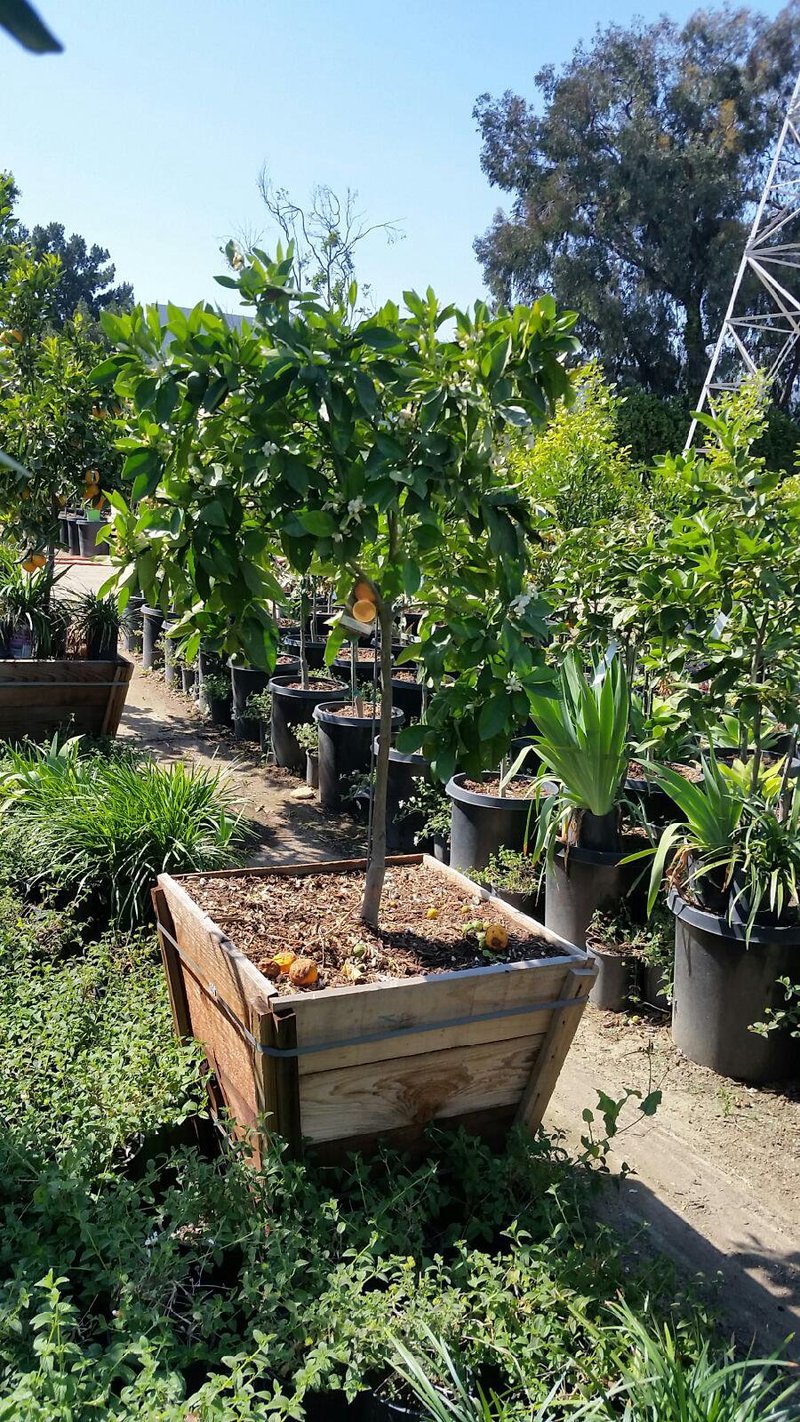 Photo for Citrus sinensis 'Valencia' (Valencia Orange Tree)