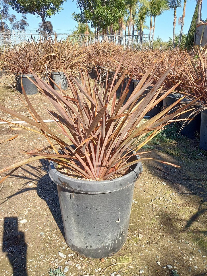 Photo for Phormium tenax ‘Bronze’ (Bronze New Zealand Flax)