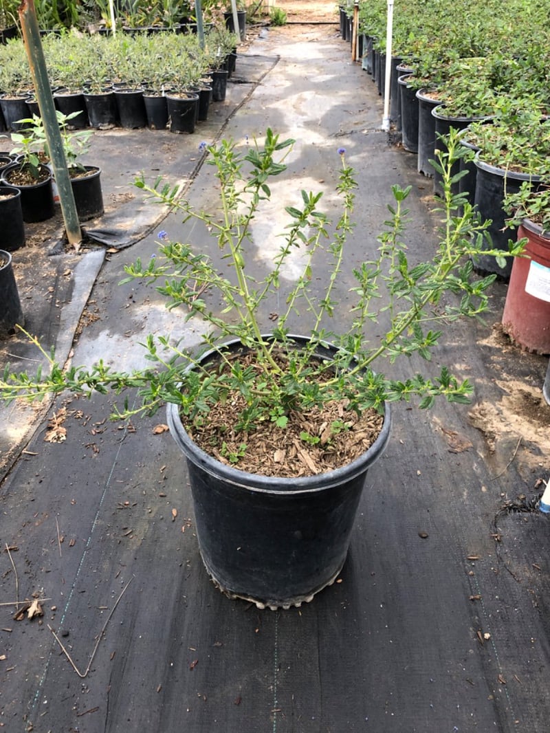 Photo for Ceanothus 'Concha' (Concha Hybrid Ceanothus)
