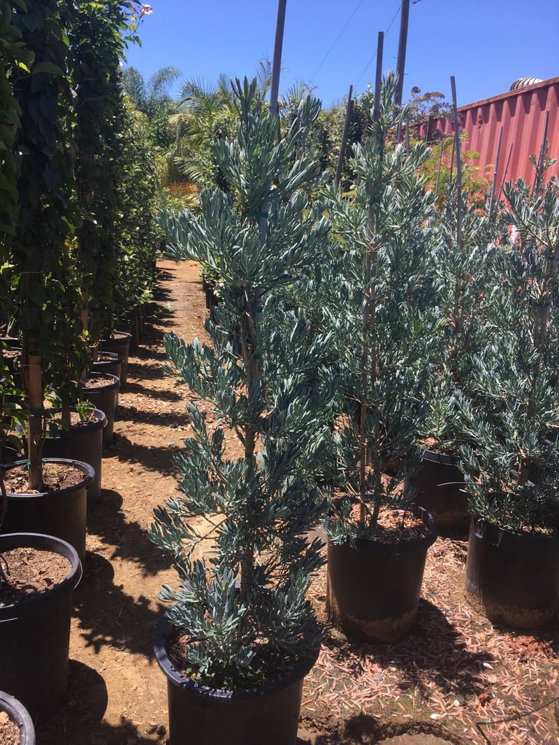 Photo for Podocarpus elongatus 'Monmal' (Column) (Icee Blue Yellow-Wood)