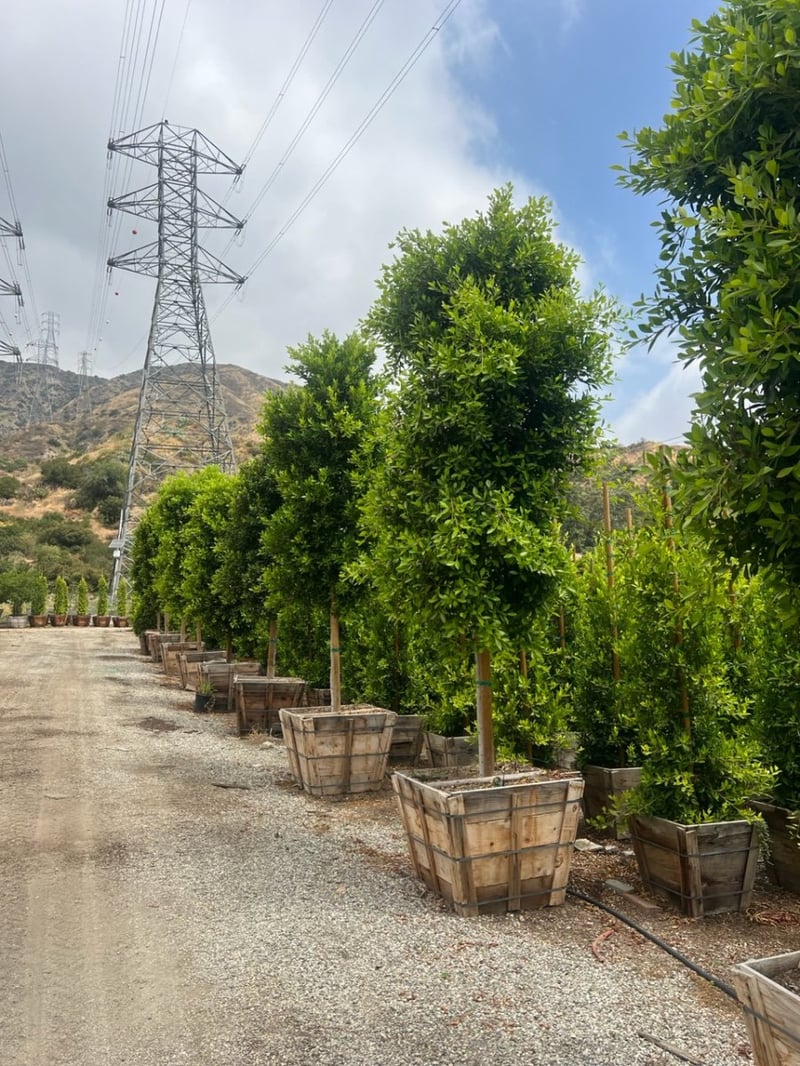 Photo for Ficus microcarpa nitida (retusa) - (Standard) (Indian Laurel)