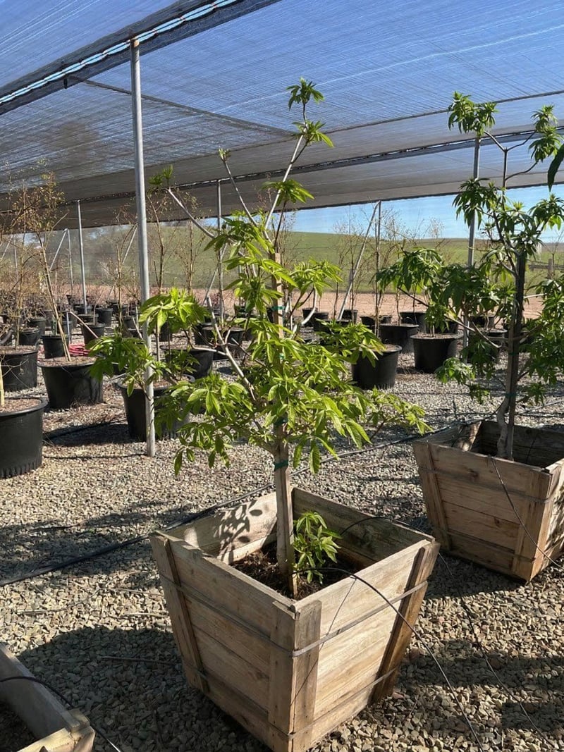 Photo for Aesculus californica (California Buckeye)