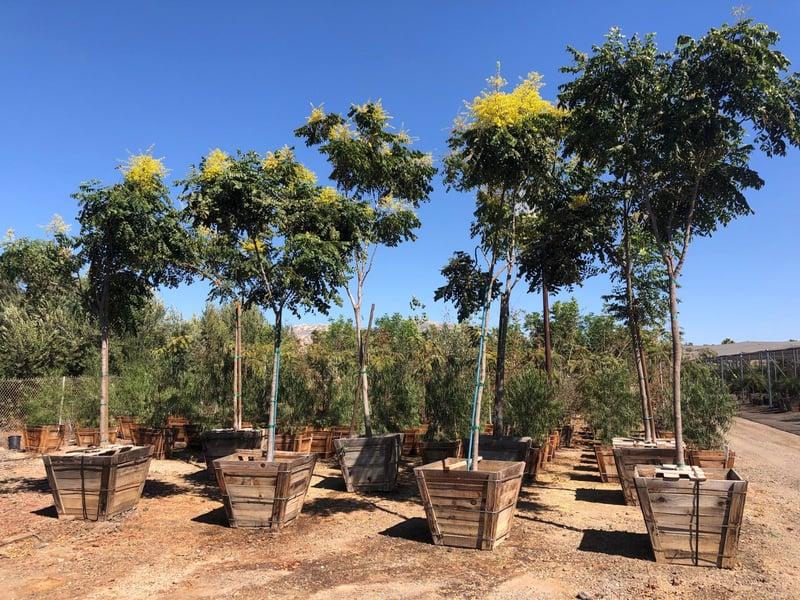 Photo for Koelreuteria bipinnata (Standard) (Chinese Flame Tree)