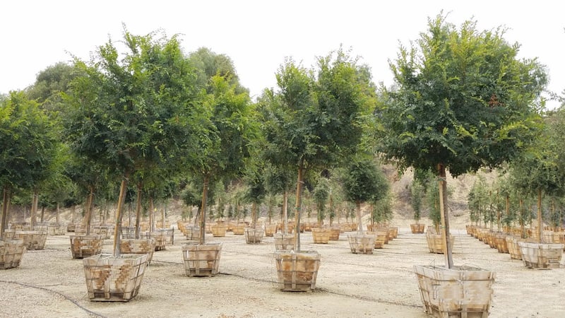 Photo for Ulmus parvifolia 'Drake' (Drake's Chinese Elm)