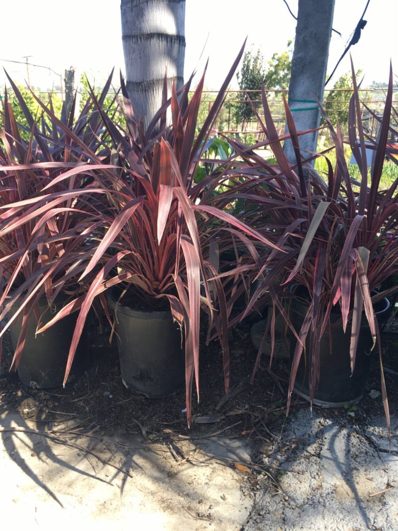 Photo for Cordyline 'Electric Pink' (Pink variegated Dracaena)