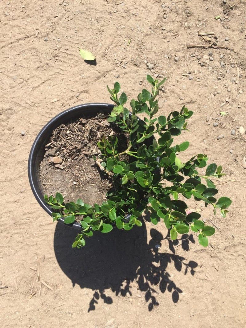 Photo for Carissa macrocarpa ‘Green Carpet’ (Green Carpet Natal Plum)
