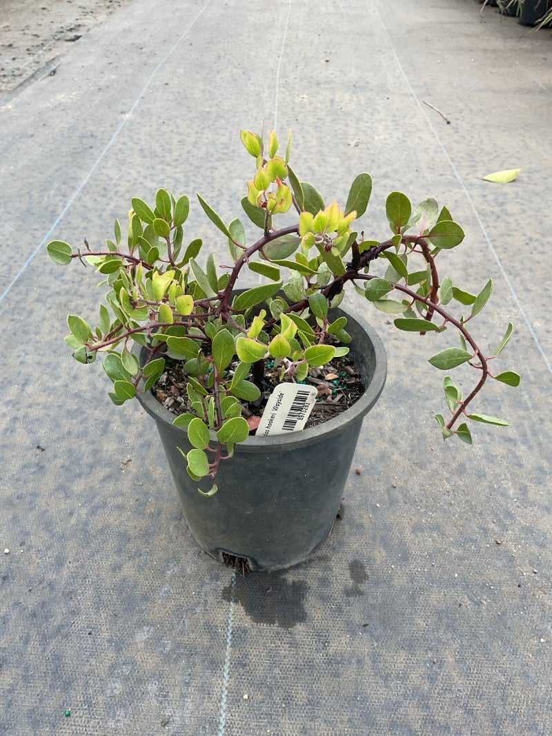 Photo for Arctostaphylos hookeri 'Wayside' (Wayside Manzanita)