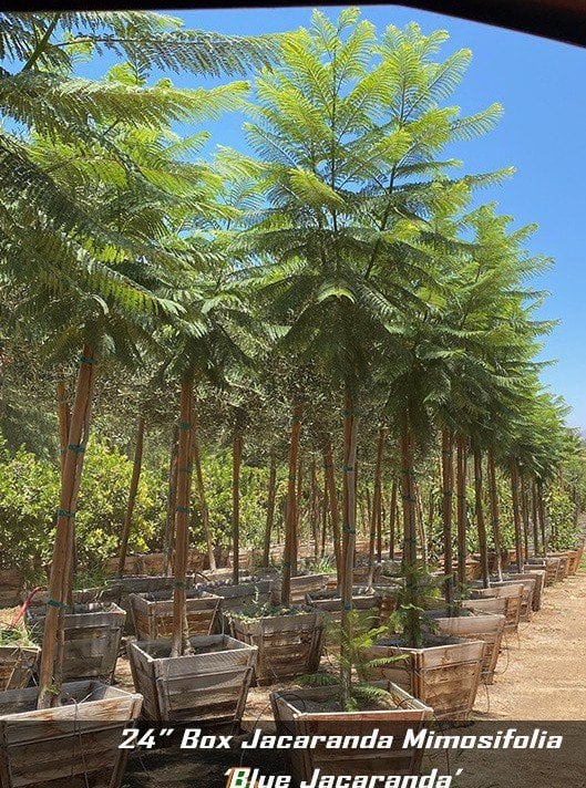 Photo for Jacaranda mimosifolia (Standard) (Jacaranda)