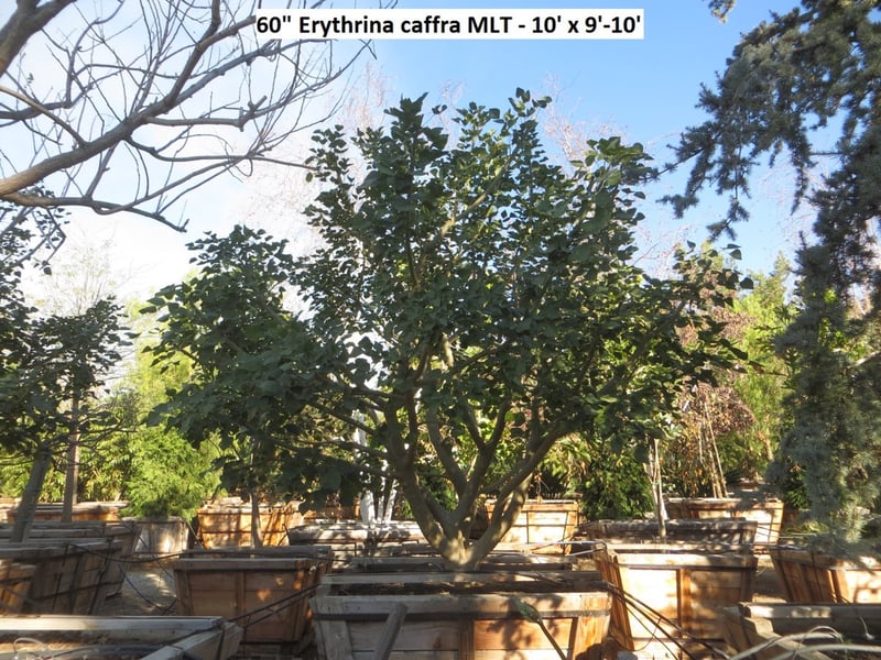 Photo for Erythrina caffra (Coast Coral Tree)