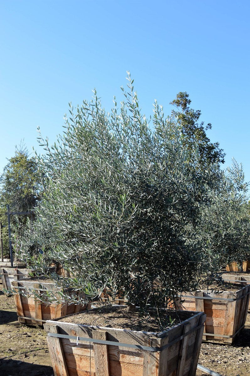 Photo for Olea europaea 'Swan Hill' (Multi) (Swan Hill Fruitless Olive)
