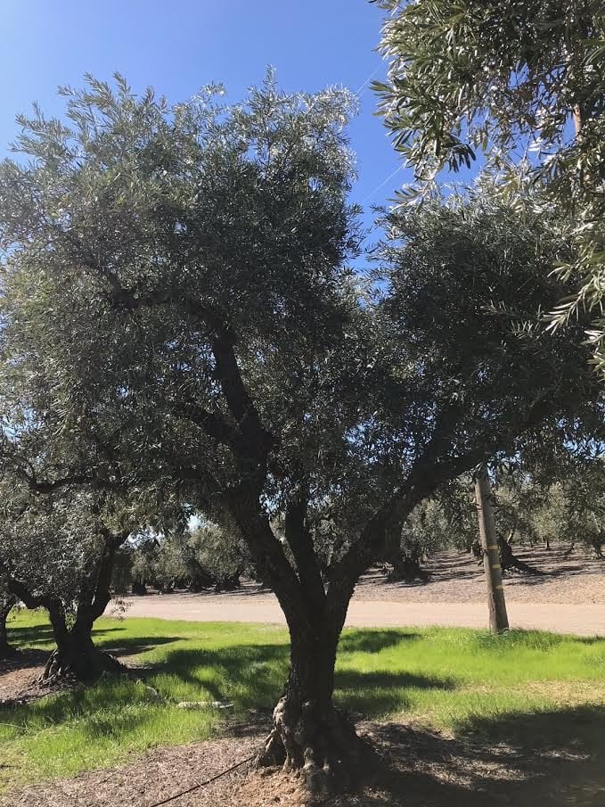 Photo for Olea europaea 'Sevillano' - 40 year  (Sevillano Olive)