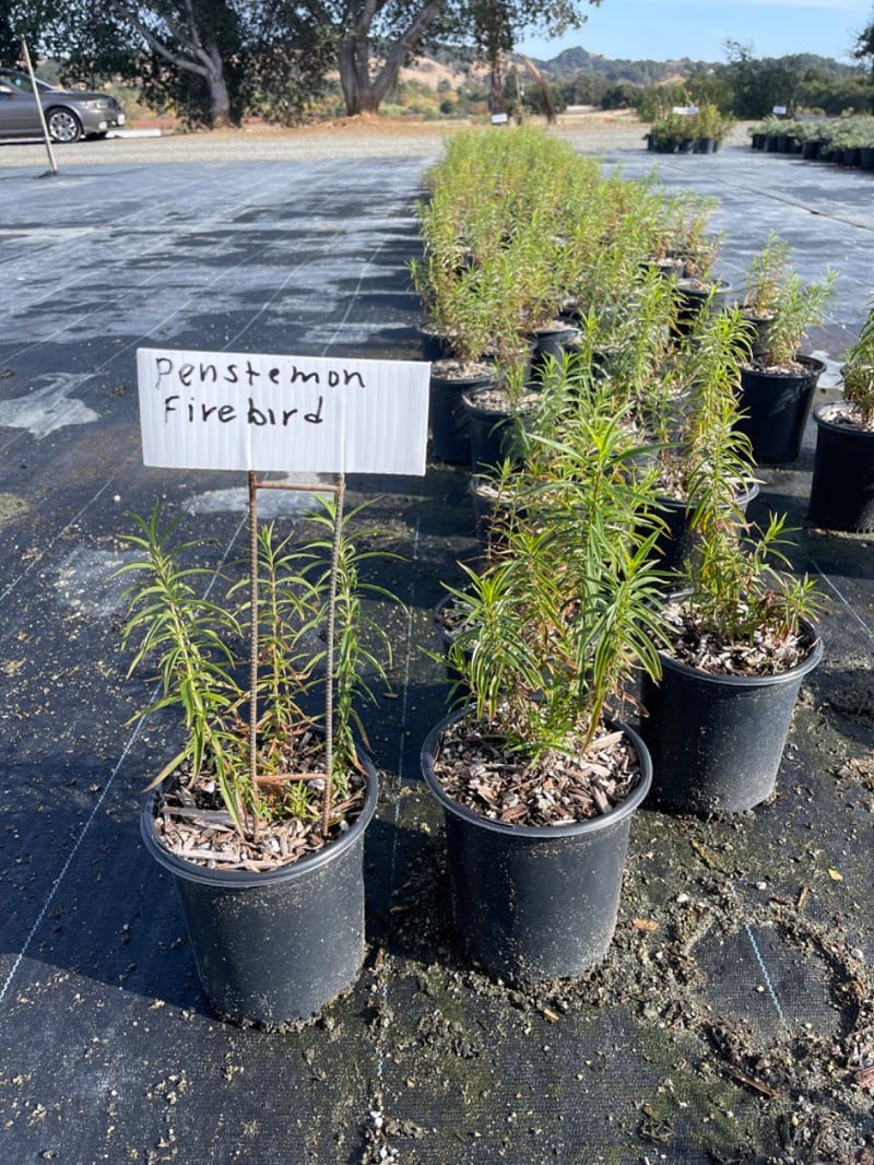Photo for Penstemon x 'Firebird' (Schoenholzeri) (Firebird Beard Tongue)