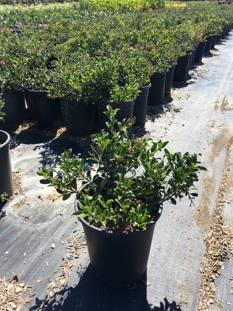 Photo for Rhaphiolepis indica 'Ballerina' (Ballerina Indian Hawthorn)