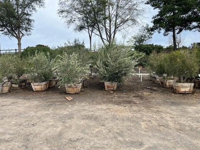 Photo for Olea europaea 'Fruitless' (Multi) (Fruitless Olive)