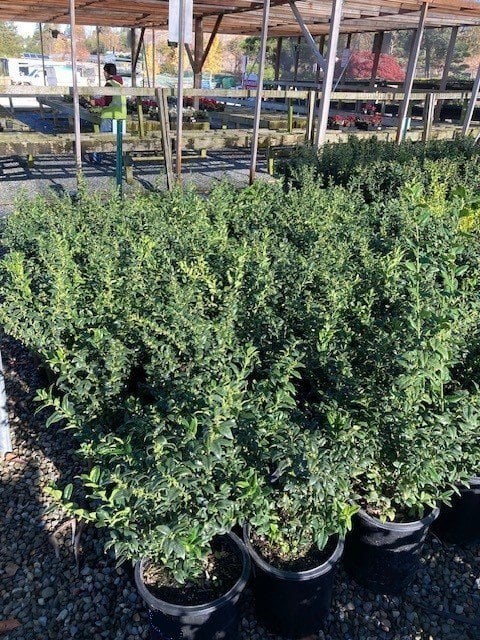 Photo for Sarcococca ruscifolia (Fragrant Sweet Box)