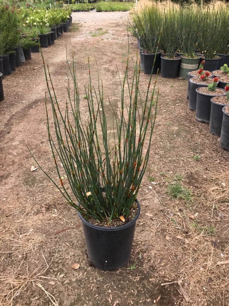 Photo for Chondropetalum elephantinum (Large Cape Rush)