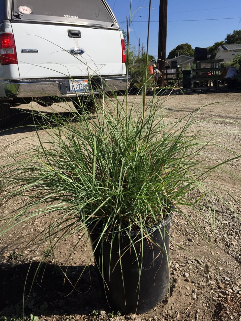 Photo for Miscanthus sinensis 'Adagio' (Adagio Maiden Grass)