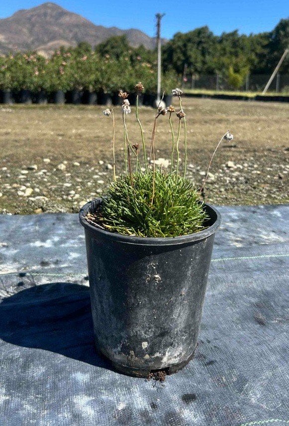 Photo for Armeria maritima (Sea Thrift)