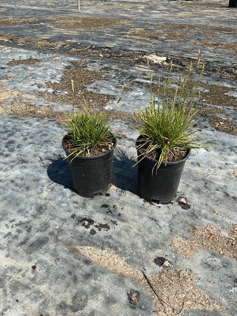 Photo for Sesleria ‘Greenlee' (John Greenlee's Moor Grass)