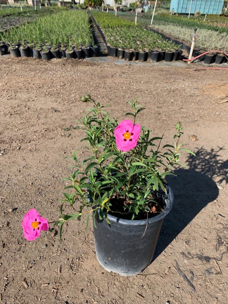 Photo for Cistus purpureus (Purple Rockrose)