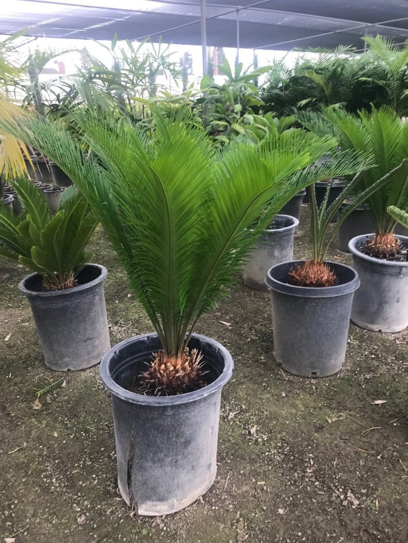 Photo for Zamia furfuracea (Sago Cycas, Cardboard Palm)