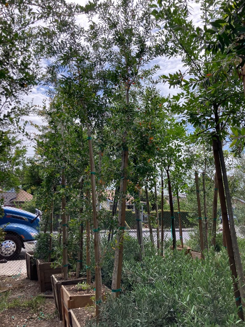 Photo for Melaleuca quinquenervia (Multi) (Cajeput Tree, Paperbark Tree)